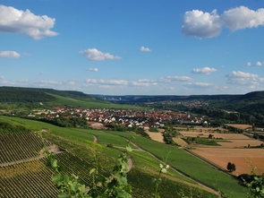 Weinberge und Thüngersheim