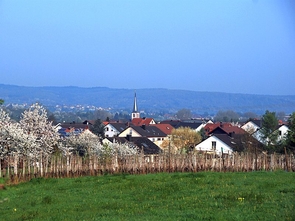 Thüngersheim im Frühling
